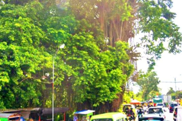 Dugaan Gratifikasi Penebangan Beringin Singosari: Kepentingan Komersial Picu Polemik